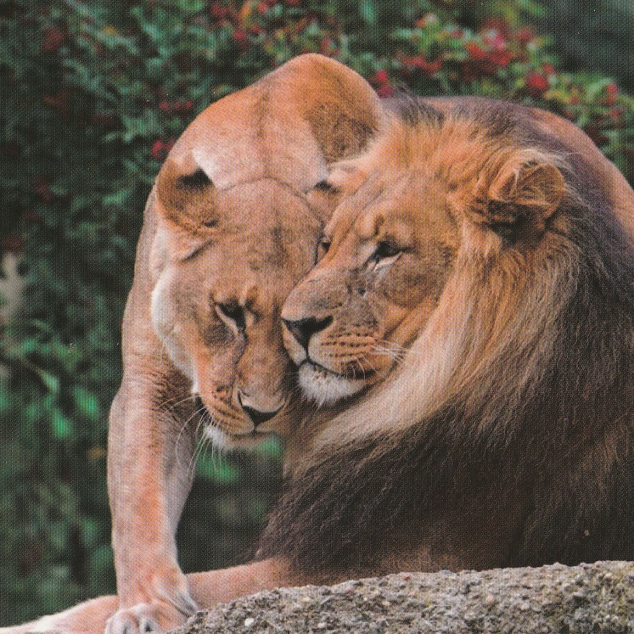 Ansichtkaart Leeuwen. 