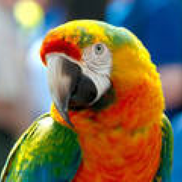 Ansichtkaart Papegaai 2.0