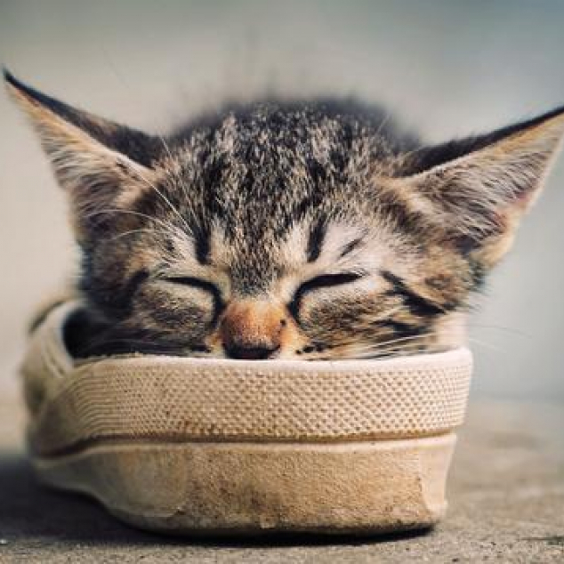 Ansichtkaart Slapen in een Slipper. 