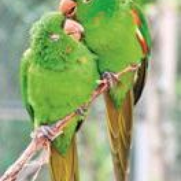 Ansichtkaart Tallie's Vogeltjes. 